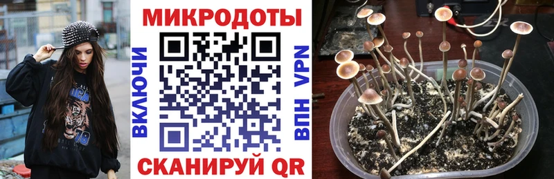 shop какой сайт  мега ссылки  Камышин  Псилоцибиновые грибы Psilocybine cubensis 