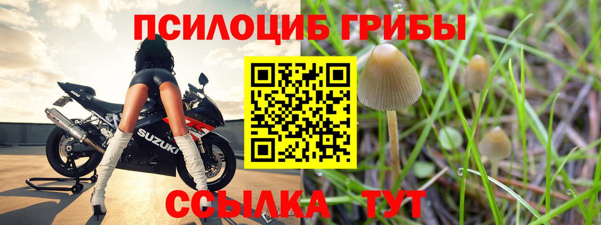 Камышин  Галлюциногенные грибы MAGIC MUSHROOMS  Вход с VPN 